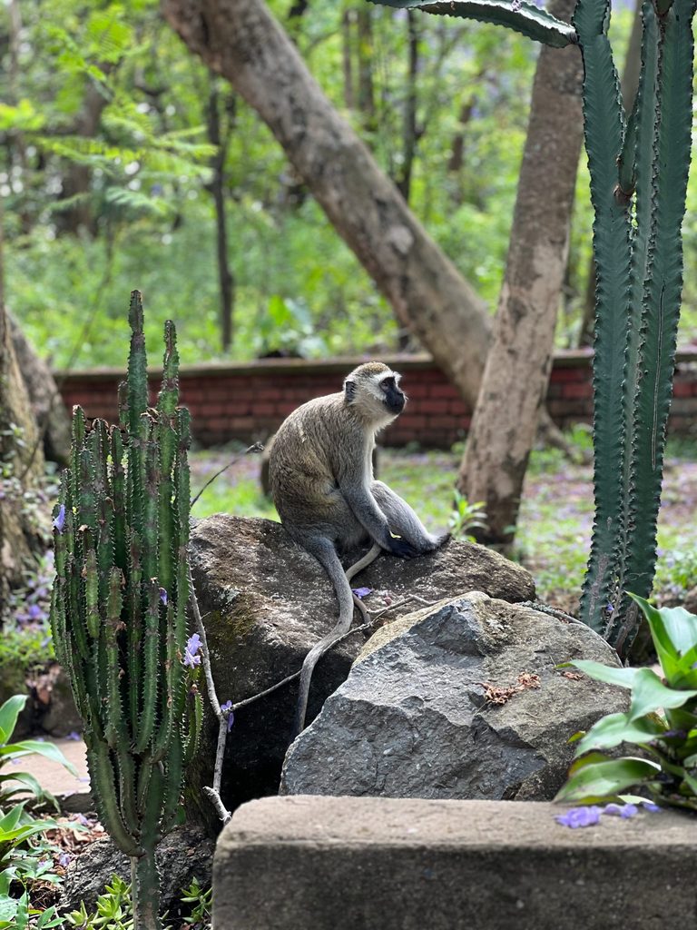 Monkey shielding baby 