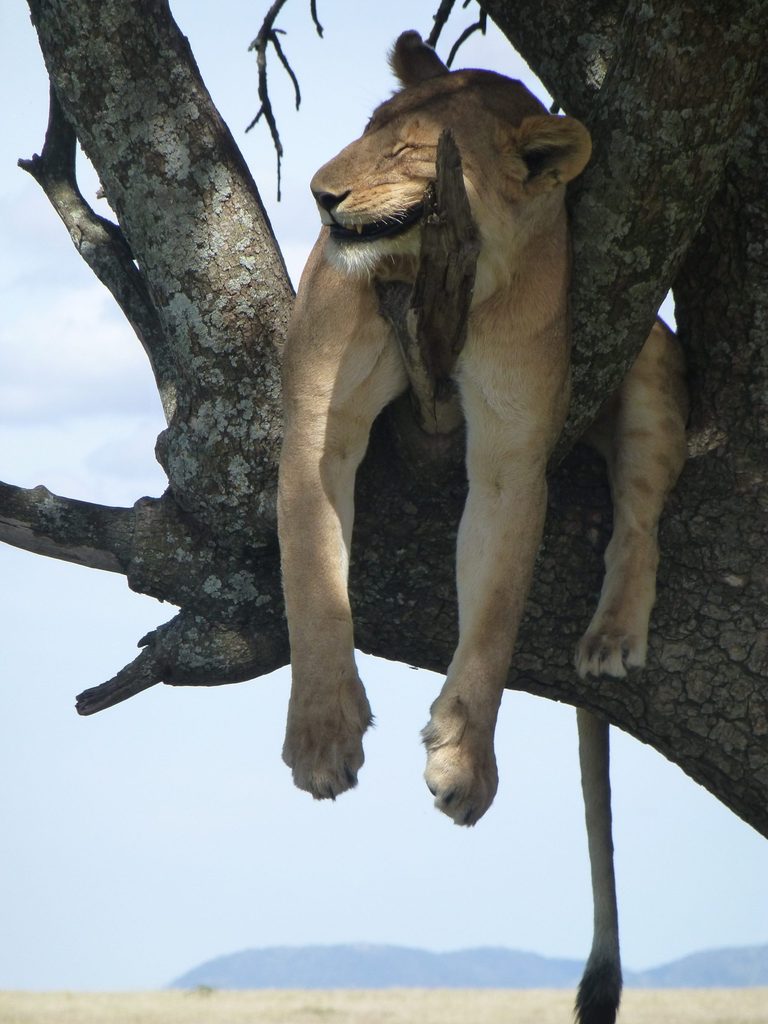 Lioness lounging in tree