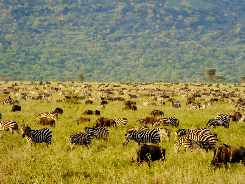 Zebras graze during land migration