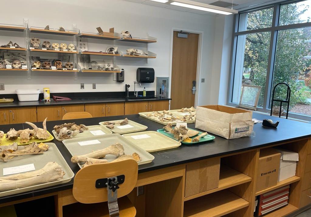 Lab room with multiple trays and shelves of tagged animal bones