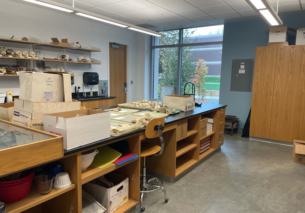 Lab room with multiple trays and shelves of tagged animal bones