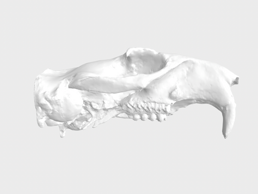 beaver skull