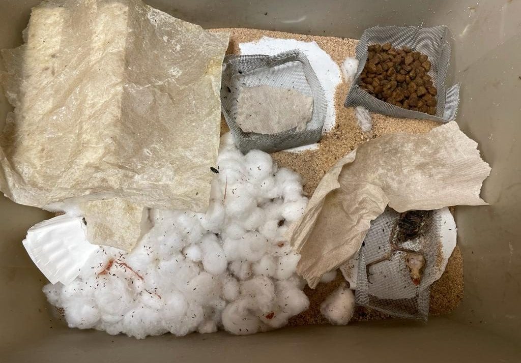 aerial view of storage box full of beetles, pellet food, paper and cotton balls