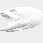 bowfin skull