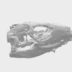 lizard skull