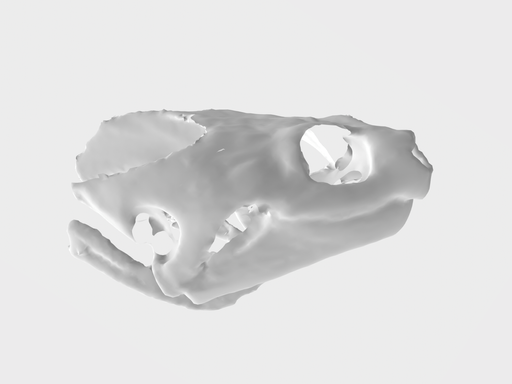 snapping turtle skull