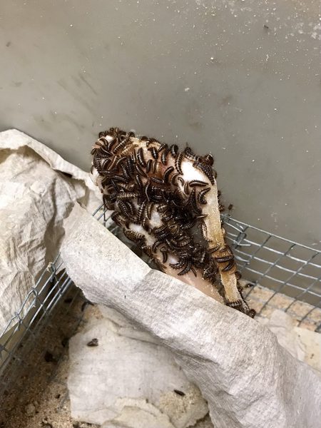 beetles