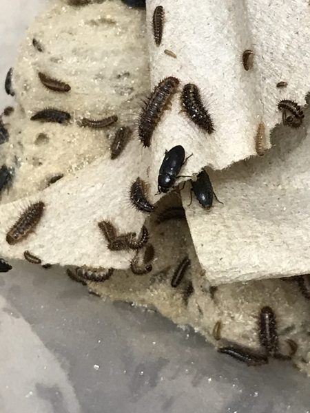 beetles