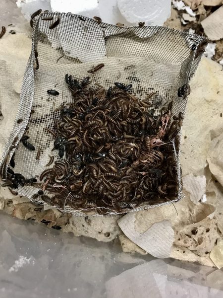 beetles