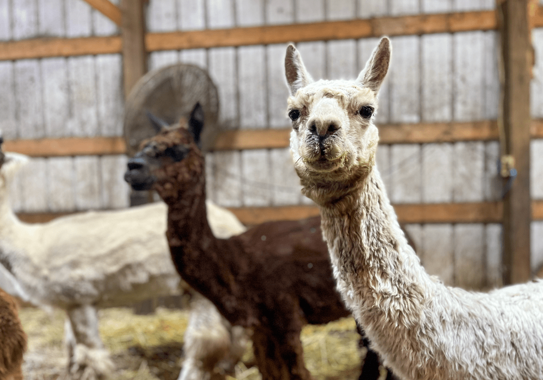 alpacas