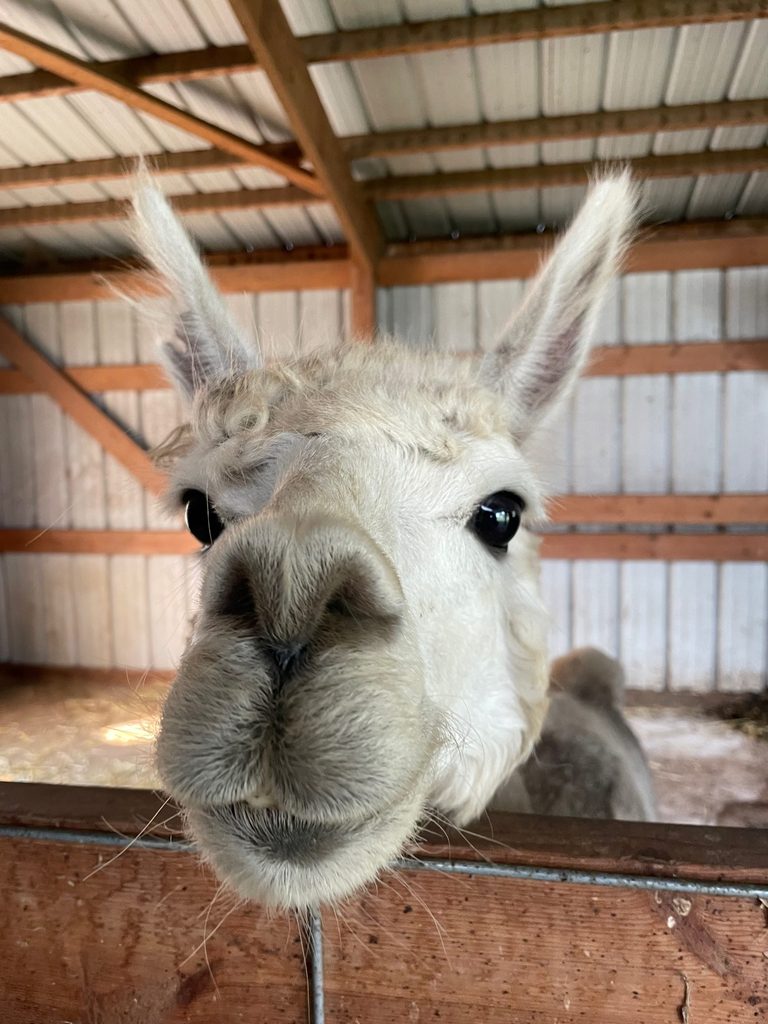 Close up for a white alpaca