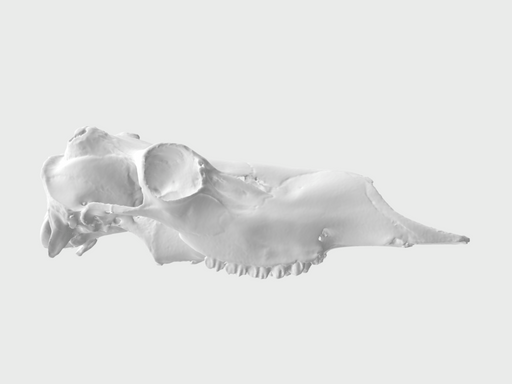 Caribou Skull