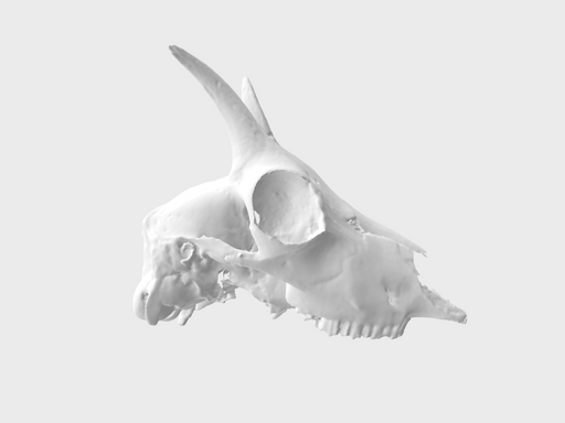 Goat Skull