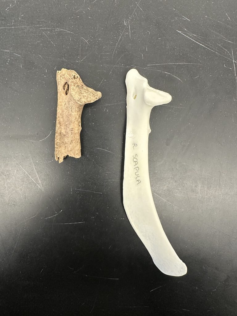 Turkey scapula