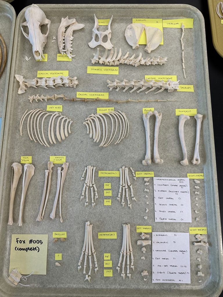 Fox skeleton