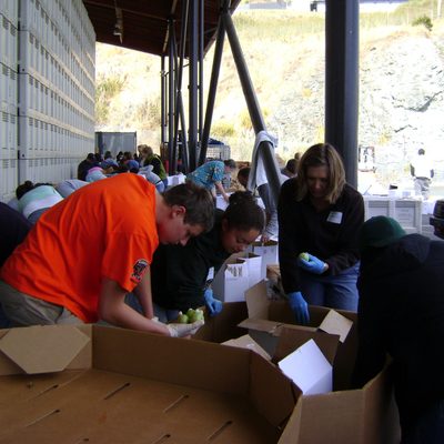 Hard at work sorting tomatoes