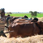 ENTS OCS - Conservation and Development in Tanzania and Ethiopia