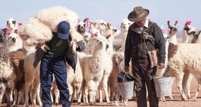 men with llamas