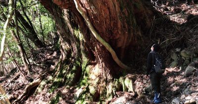 man looking up giant tree trunk
