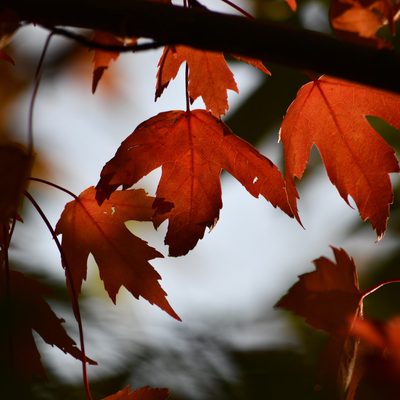Silhouettes of tree branches with reddish-orange leaves.
