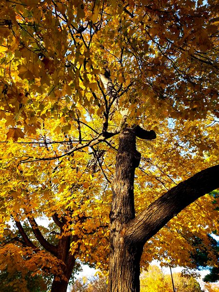 Picture is of a tree with golden fall leaves.