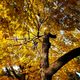 Picture is of a tree with golden fall leaves.