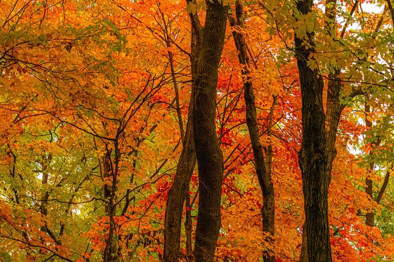 Trees with vibrant fall colors.