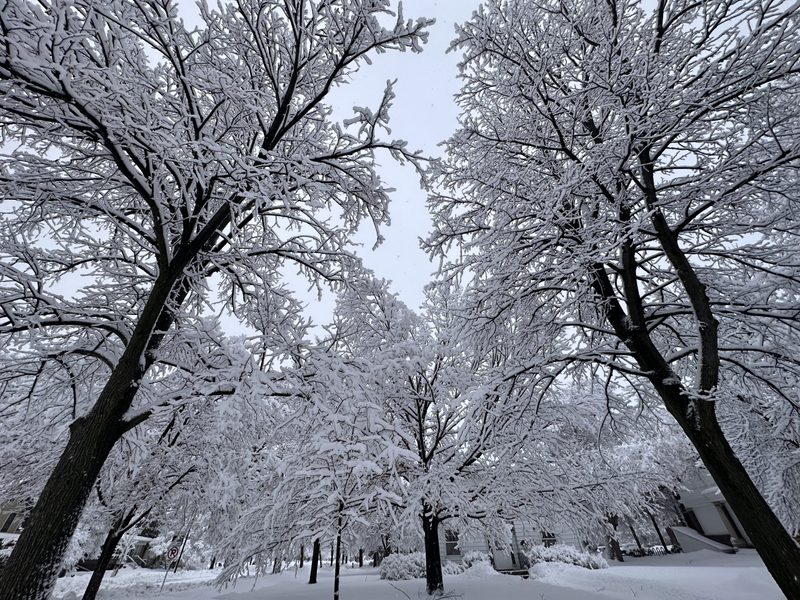 Trees covered in heavy snow.