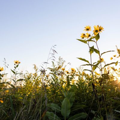 Close-up of tall prairie plants with the sun shining through in the background.