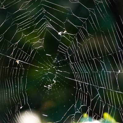Close-up of a spider web.