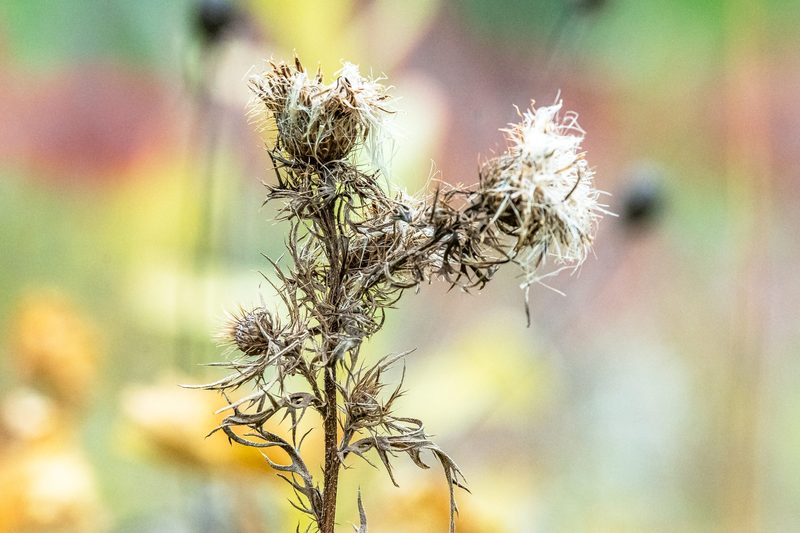 Close-up of a prickly, dry plant with white, fuzzy flowers.