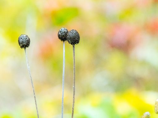 Close-up of black spherical plant with a long stalk.