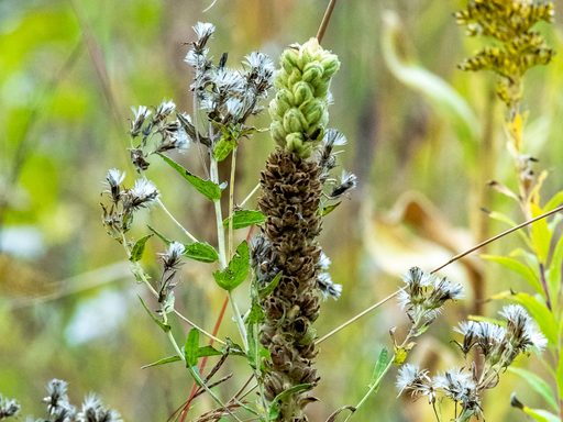 Close-up of a plant with a bumpy texture.