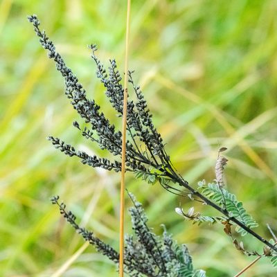 Close-up of a prairie plant.