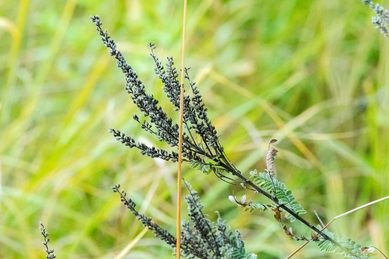 Close-up of a prairie plant.