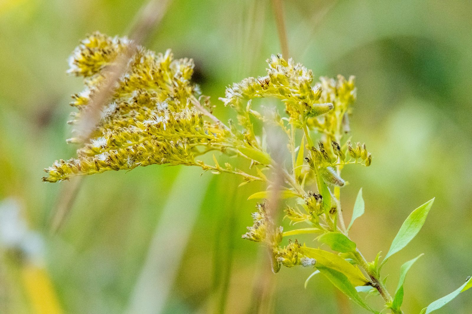 Close-up of a prarie plant with white fuzzy flowers.