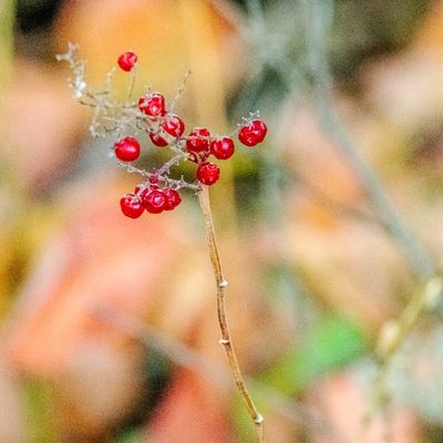 Close-up of dented berries.