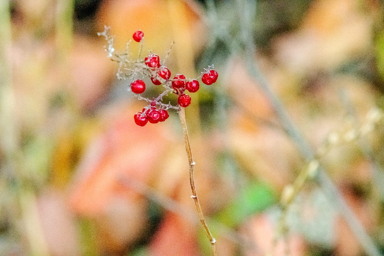 Close-up of dented berries.