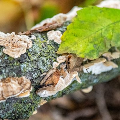 Close-up of a fallen tree trunk with growth on it