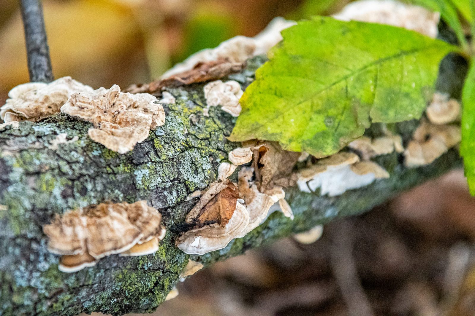 Close-up of a fallen tree trunk with growth on it