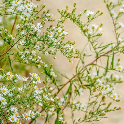 Close-up of a cluster of flowers.