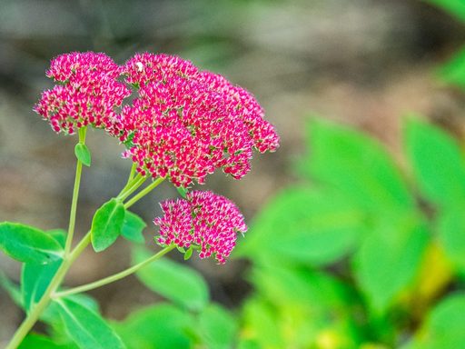 Close-up of prairie plant with flowers.