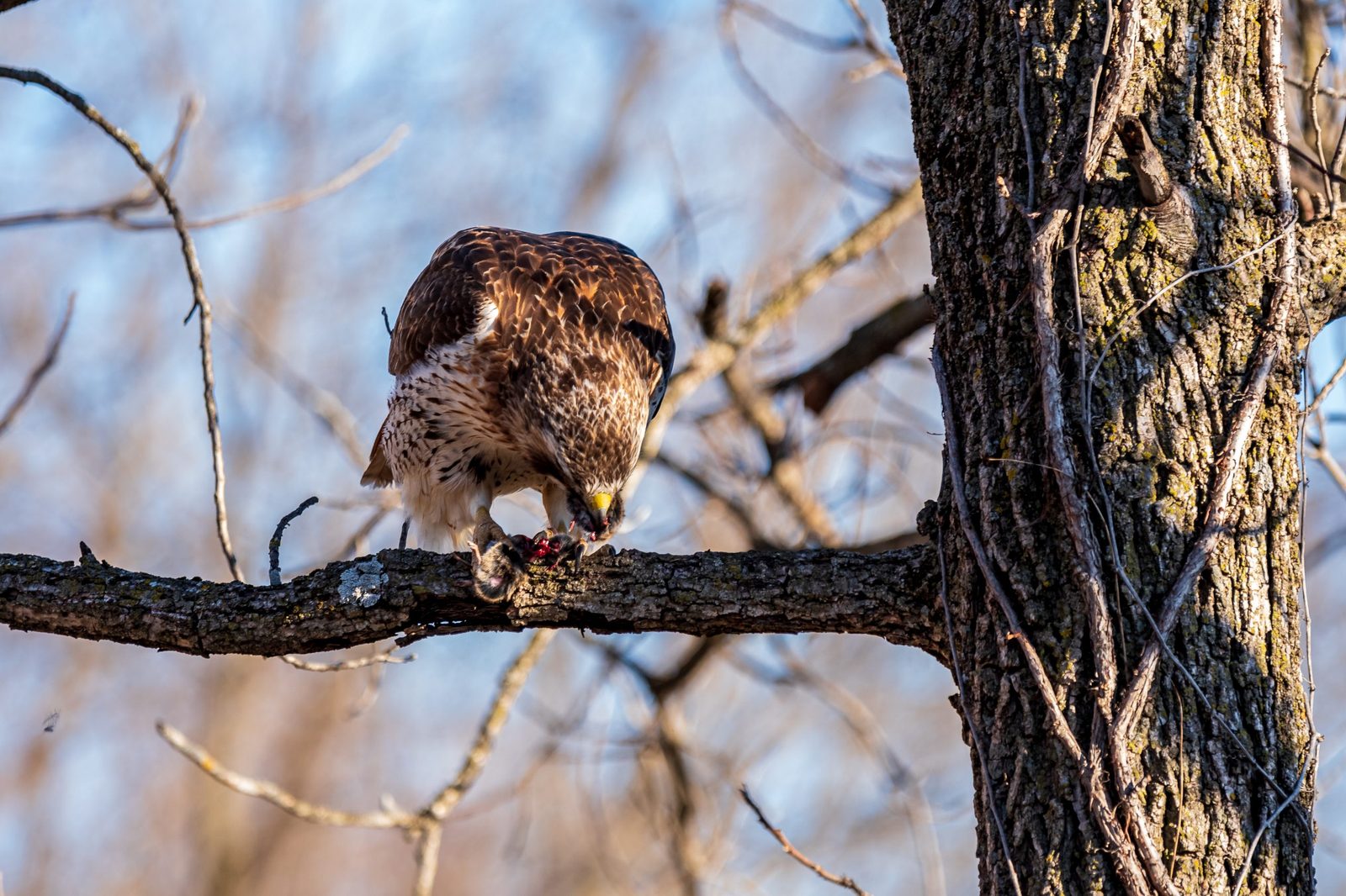 A red-tailed hawk feeds on a rodent in a tree.
