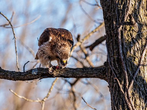A red-tailed hawk feeds on a rodent in a tree.