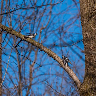 Two Female Downy Woodpeckers Fight