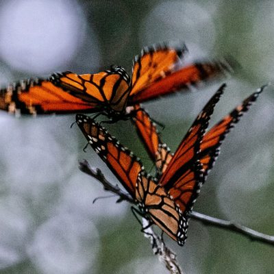 Butterflies