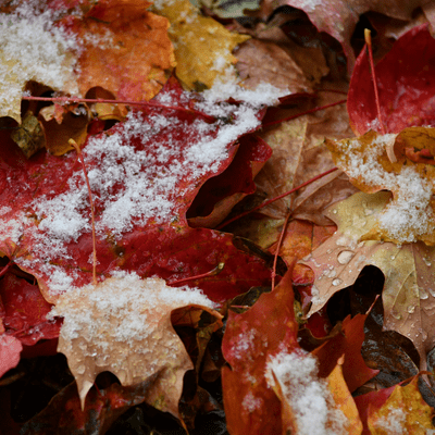 Happy fall, Carleton!