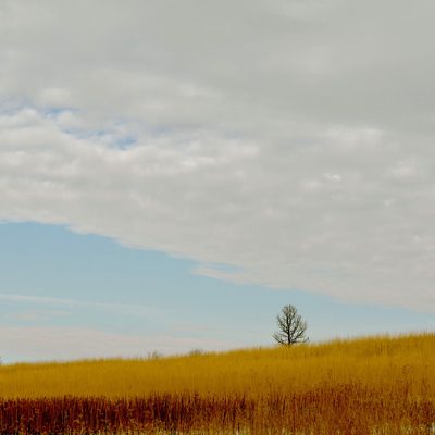 Carleton Arb