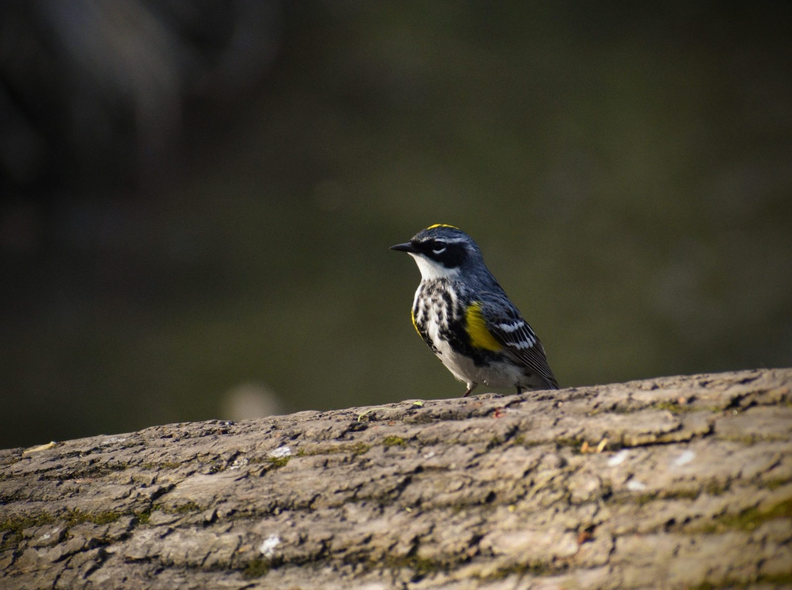 Yellow-Rumped Warblers can be found all over the arb, quickly fluttering around tree to tree in the early fall and late spring. This little guy finally rested on a log, posing like a model, so I could get his photograph.