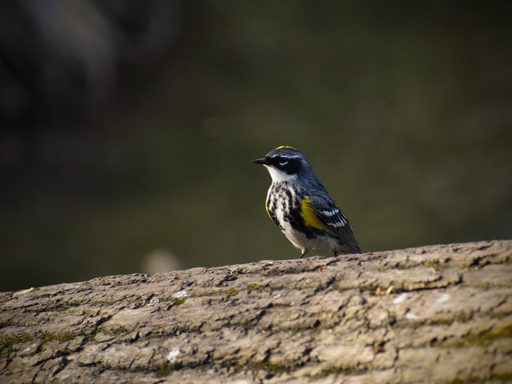 Yellow-Rumped Warblers can be found all over the arb, quickly fluttering around tree to tree in the early fall and late spring. This little guy finally rested on a log, posing like a model, so I could get his photograph.